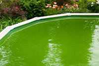 Blog Image - Green Algae (200 x 200)