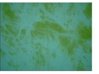 Blog Image - Yellow Algae (200 x 200)